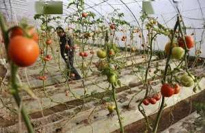 西红柿打掉这些叶片，每亩至少还能多收多产上千元！