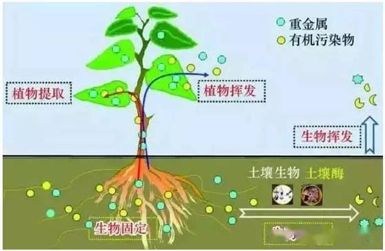 影响作物根系生长的三要素