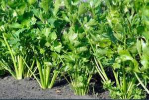 种植芹菜适合施什么肥料？