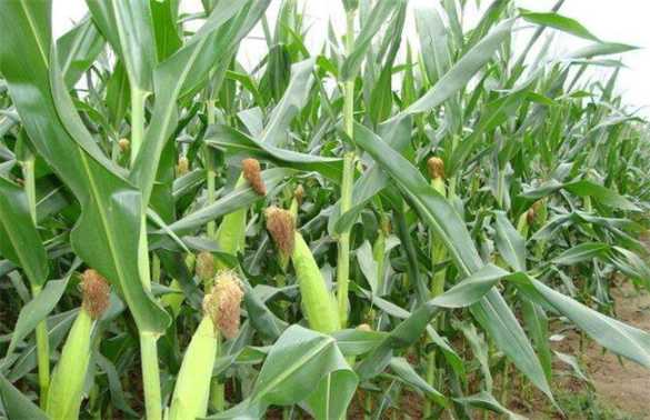 玉米穗期 管理方法