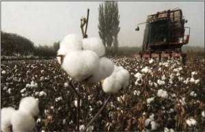 影响棉花纤维品质的因素有哪些？