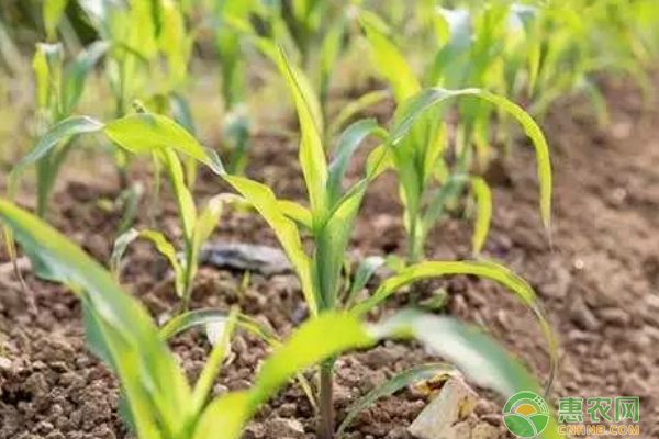 玉米大小苗的原因与防治方法