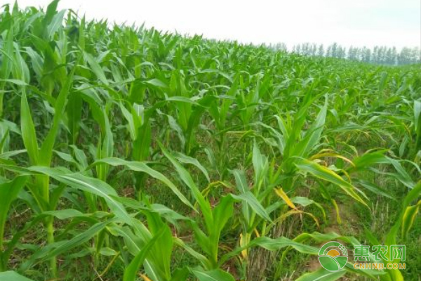 玉米大小苗的原因与防治方法