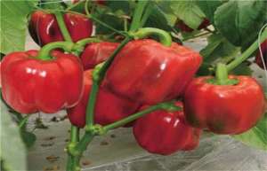 甜椒种植如何冲施肥？