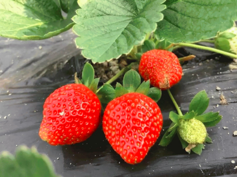 奶油草莓怎么种植？