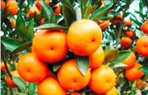 非洲柑橘黄龙病