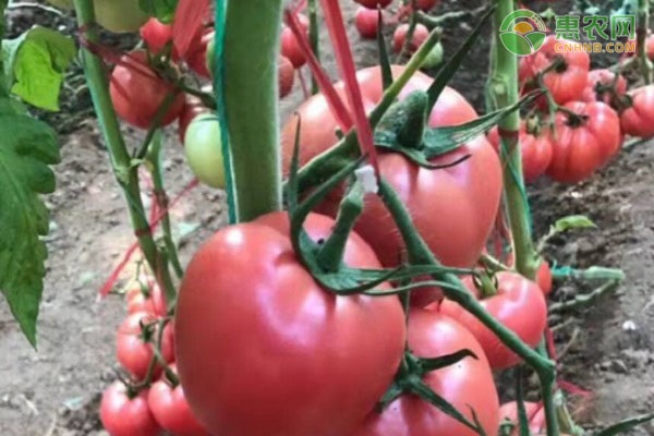 无限生长型番茄品种有哪些？
