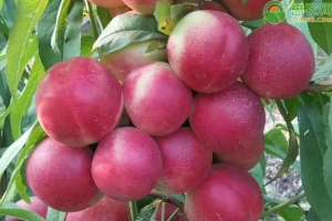 白肉油桃品种有哪些？