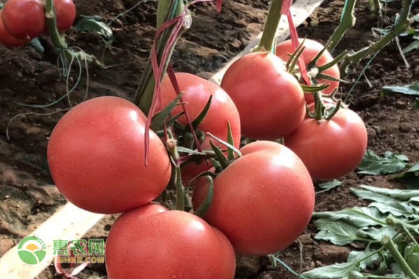 无限生长型番茄品种有哪些？