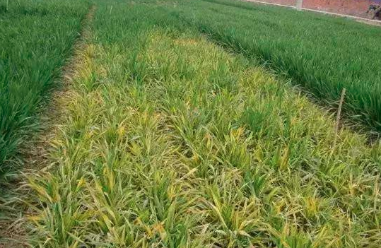 种小麦如何施磷肥？