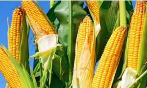 玉米高产种植技术