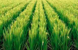 水稻怎样提高产量？水稻高产种植管理技术