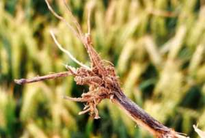 如何降低小麦感染黑脚病的几率？
