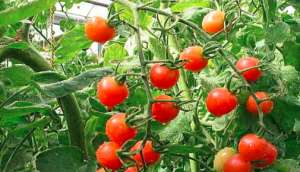 西红柿缓苗慢不发棵的原因与解决办法