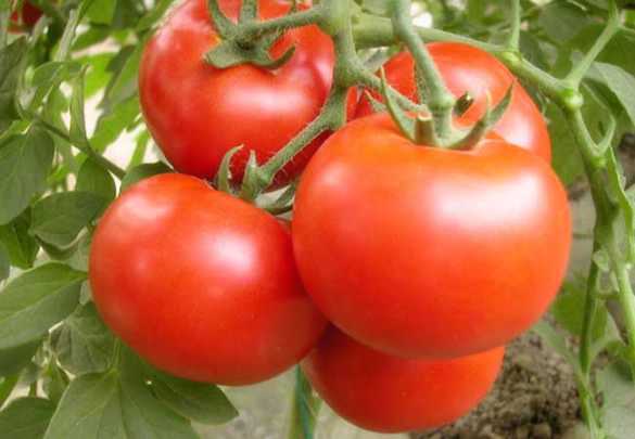 高产的西红柿种子都有哪些？