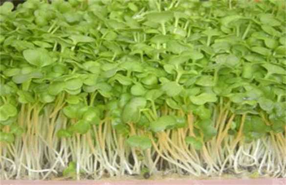 绿豆芽种植技术