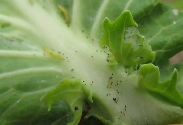十字花科蔬菜种植，吊丝虫发生面积广，危害严重，该如何防治 ？