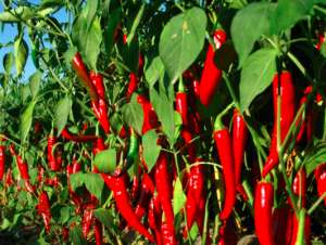 辣椒可以跟什么农作物混种？