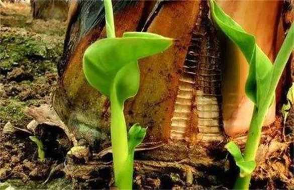 香蕉如何繁殖
