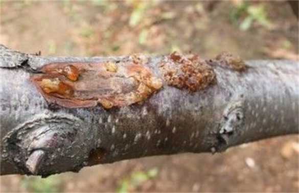 桃树流胶病的防治技术