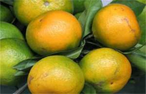 柑橘返青是什么原因造成的？