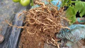 西红柿地根结线虫严重，如何防治？