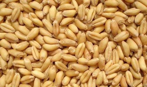 2021年9月13日全国各地市场今日小麦价格行情涨跌表