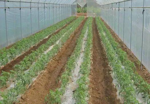 秋茬番茄想高产，控水，控旺，施肥最关键
