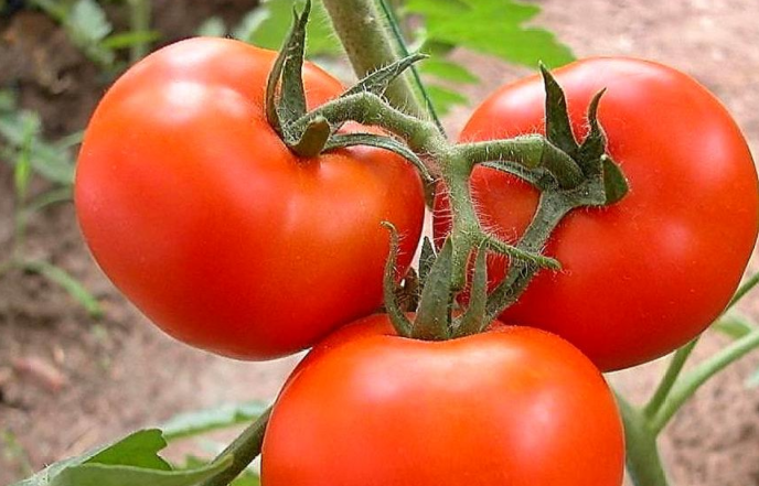 想要提高西红柿膨果速度，用这些办法试试