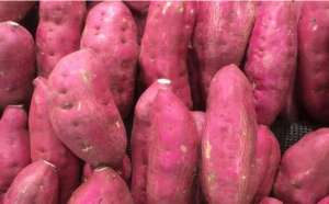 紫薯种植技术与管理方法