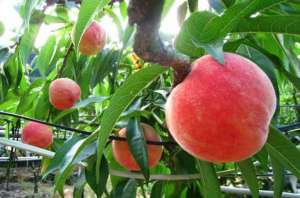 桃子的栽培技术
