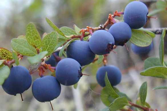 蓝莓的种植技术