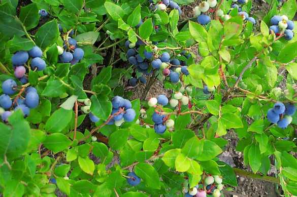 蓝莓的种植技术