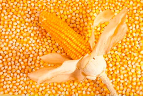 2021年9月29日国内主要产销区今日玉米价格