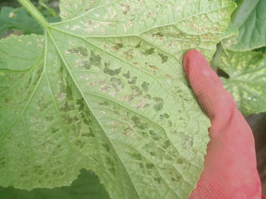 秋季温暖潮湿，黄瓜细菌性角斑病常发生，如何正确防治？