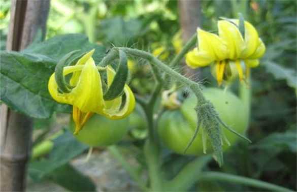 西红柿花未开先黄化是什么原因？