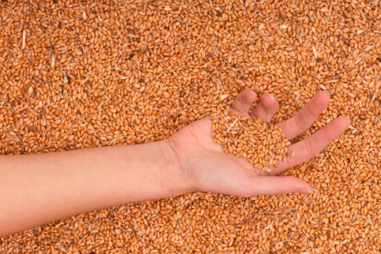 2021年10月29日全国各地市场今日小麦价格行情