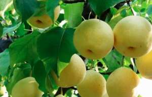 梨树怎样管理才能多挂果？