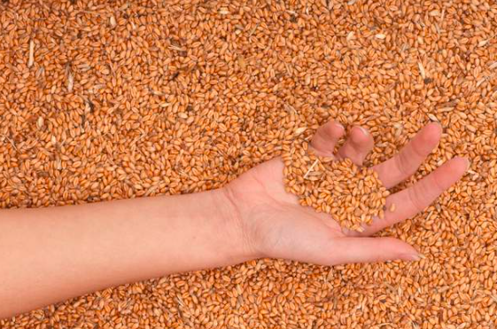2021年12月2日全国各地市场今日小麦价格行情