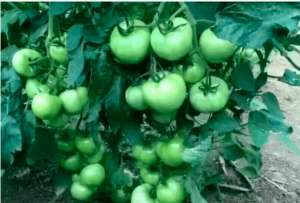 西红柿进入膨果期了后，这些问题会直接影响产量！