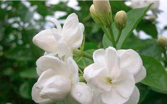 白色香水茉莉花的养殖方法？