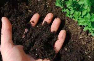 对于土壤来说，它比氮磷钾更重要！