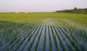 水稻浮肥现象的原因？