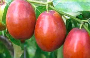 蜜枣树的栽培方法？