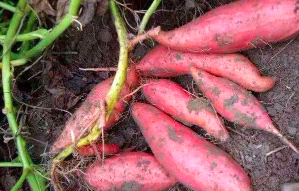 红薯最迟什么时候种植？