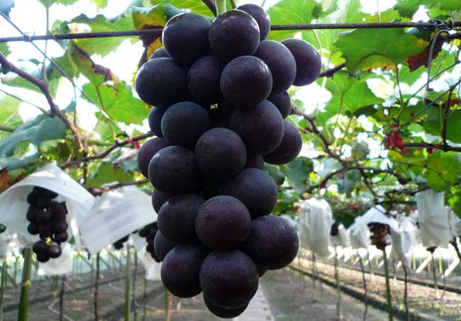 巨峰葡萄栽培技术