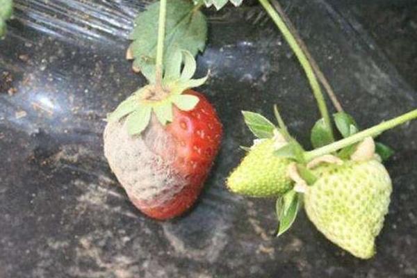 草莓烂果是什么原因