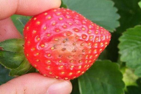 草莓烂果是什么原因