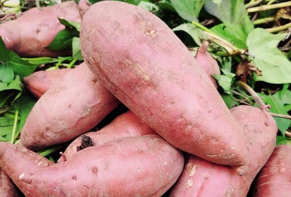 种植红心红薯一亩收益5000元，农民靠着种苕也发财！