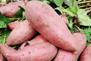 种植红心红薯一亩收益5000元？